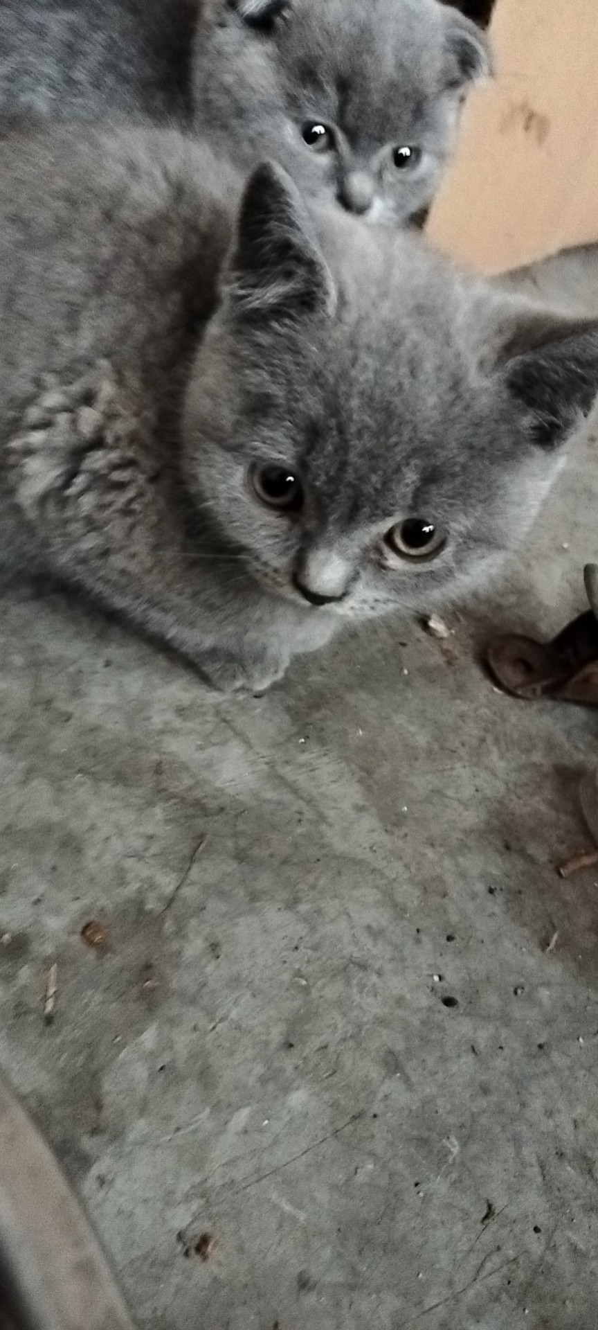 ���� С��è