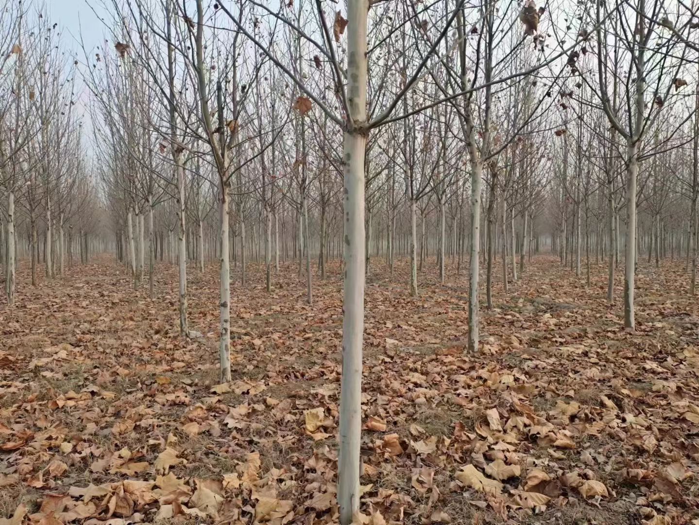 ���۷�����ͩ��