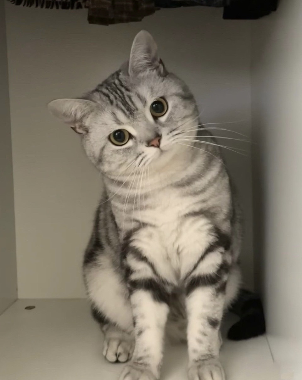 ��һֻСè�����̳���è