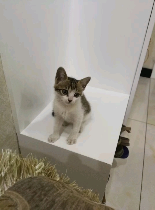 ��Ҫ����һֻ��������è