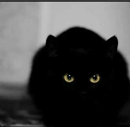 ������ƽ���䰲˳�糵