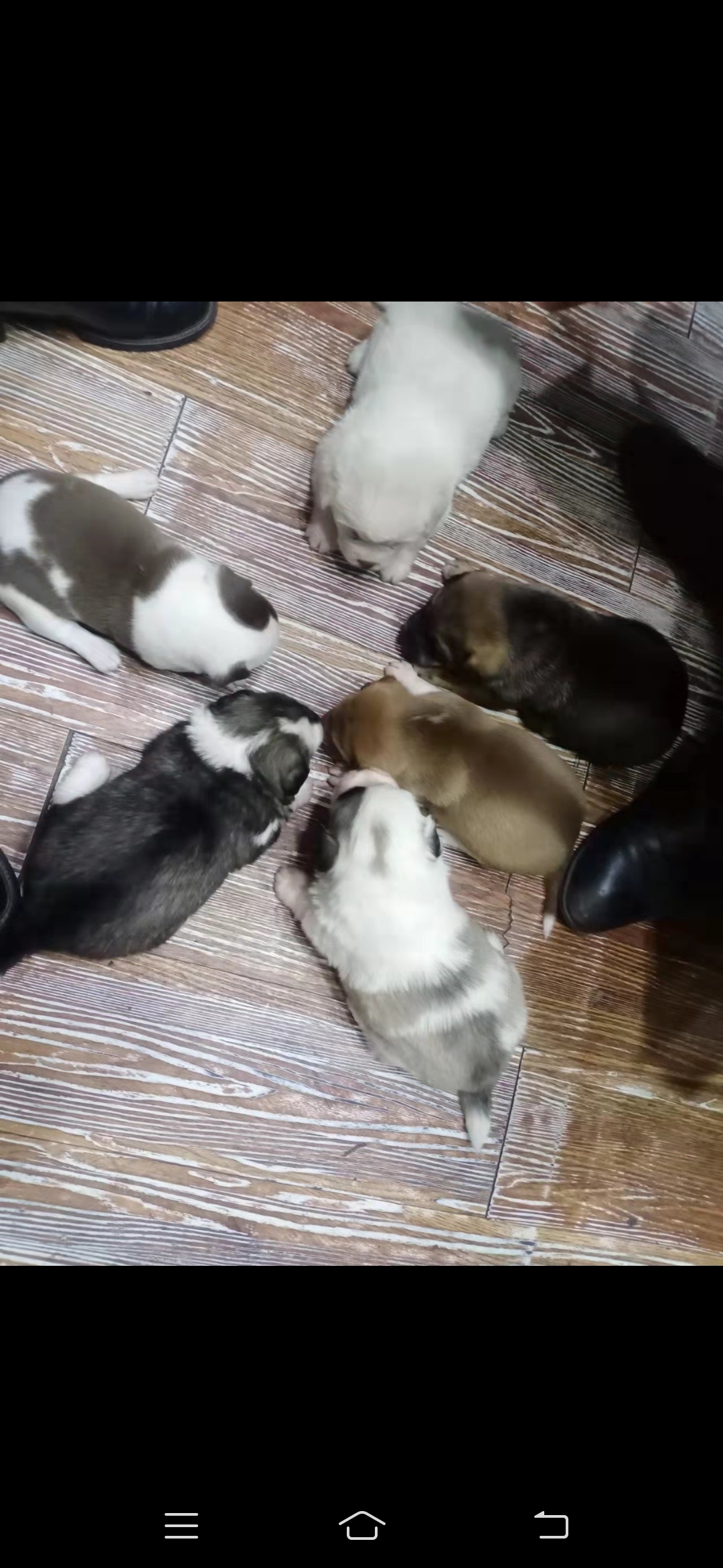 ����С��