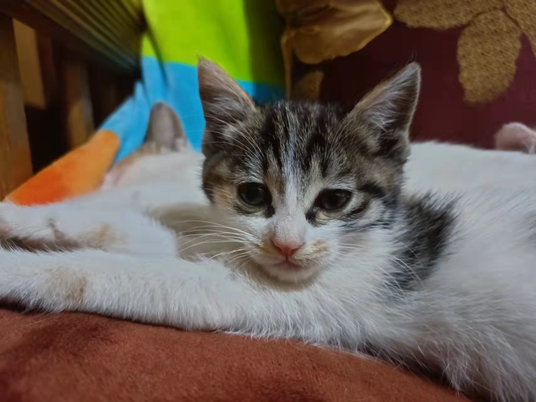 �Լ������л���԰è����͸�������ʿ����