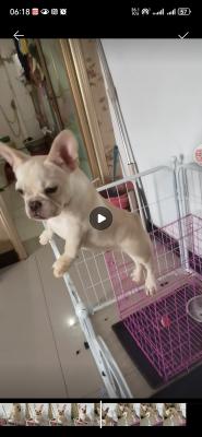 һֻ�̰׷���ĸ����