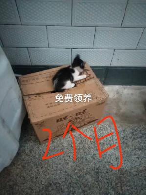 �������Сè��2����Сè��������