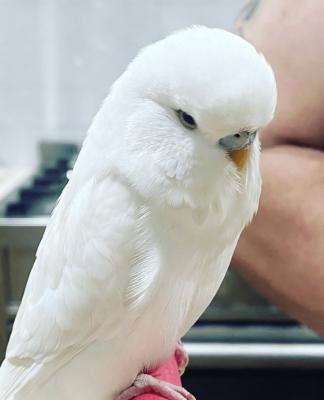 ���������ģ��ͼ۳�