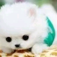 9.9����չʾ������ɢ��װ����ת��